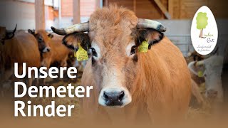 Unsere BioKühe im Stall – Charolais amp Aubrac Rinder  Demeter Landwirtschaft am LindenGut [upl. by Nahk]