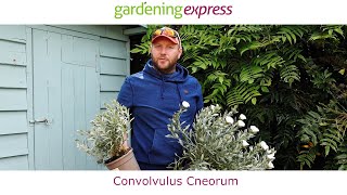 Plant Profile  Convolvulus cneorum [upl. by Gothar]