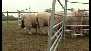 Big Barn Farm  Herding Sheep [upl. by Ellerret]