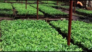 Coffee production and Fertilizer Use  NUCAFE amp UTZ Certified [upl. by Aikemehs]