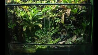 Poison Dart Frog 180 gallon Vivarium update [upl. by Stannwood]