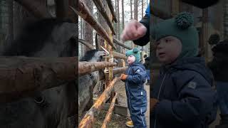 🙂lapland 2024shorts familytime love tampere природа family automobile приколысживотными [upl. by Cyma]