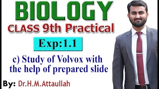 Study of Volvox with the help of prepared slide  9th biology practical  Exp11 part2 c [upl. by Grobe786]