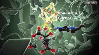 How Enzymes Work from PDB101 [upl. by Eerej]