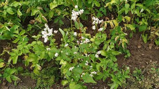 Buckwheat Fagopyrum esculentum a pseudo cereal [upl. by Aveer]