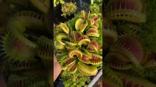 Dionaea muscipula GJ Bloody Nurse [upl. by Emaj]