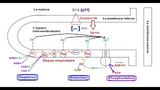 la phosphorylation oxydative [upl. by Hgielar]