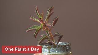 Peperomia graveolens Houseplant Care — 207 of 365 [upl. by Sydalg]