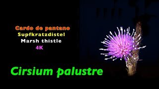 Disteln thistles cardos Cirsium palustre time lapse trilingual 4K [upl. by Yentyrb489]