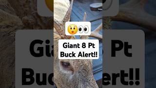 MEGA GIANT 8 pt 🦌😲with 295quot Right Beam giantbuck deer shorts hunting [upl. by Ahsya]