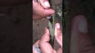 Very Easy Tree Grafting Step by Step Guide for Beginners TreeGrafting EasyGardening [upl. by Carlo]