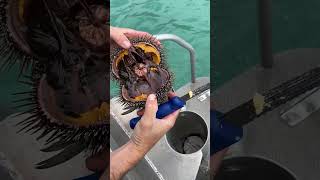 Have you tried Kina kina uni seaurchin diving kai kaimoana freediving seafood eating food [upl. by Nollahp]