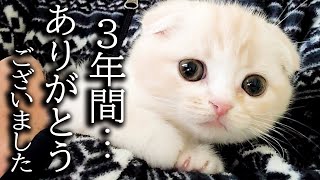 ハスキー犬に育てられた子猫は3年後こうなりました [upl. by Pier819]