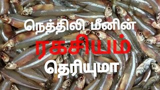 நெத்திலி மீனின் நன்மைகள்Benefits of nethili fish Anchovies [upl. by Hiram639]