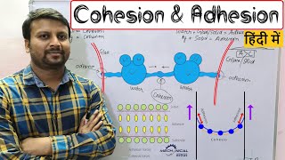 Cohesion and Adhesion हिंदी में [upl. by Norahc]