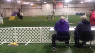 ACT1 AKC agility test [upl. by Anitsud]