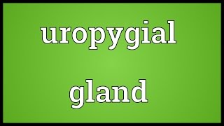 Uropygial gland Meaning [upl. by Polak415]