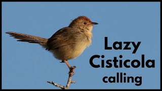 LAZY CISTICOLA calls [upl. by Nlycaj]