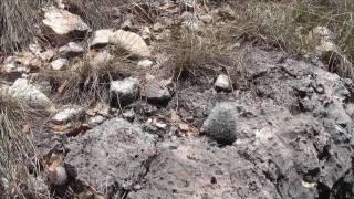 Cacti in Guadalupe Mountains [upl. by Akilam]