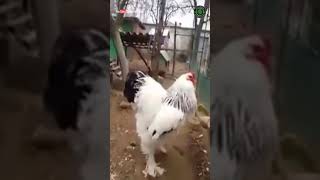 Giant Chicken Shorts  Biggest Chicken In the World  Brahma Chicken Breed [upl. by Idnek]