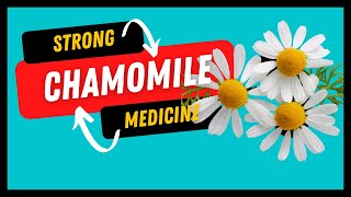 Benefits of CHAMOMILE May Herb of the Month [upl. by Lezah]