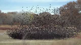 2023 11 Blackbirds Murmurations [upl. by Enoitna]