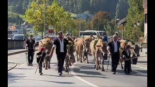 Alpabzug 2023 der Familie Winterberger mit ihrem Vieh von der Alp Breitenboden nach Meiringen [upl. by Salema101]