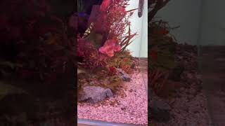 Amazing Aquascape amp Ecosystem Red Plants [upl. by Atinyl]