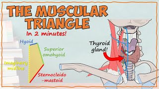 The Muscular Triangle [upl. by Plusch]