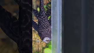 Pleco kisses [upl. by Alyak]