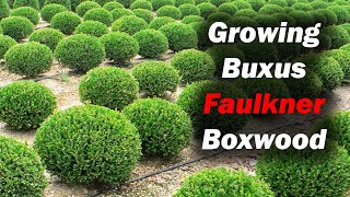 Growing Buxus microphylla Faulkner small leaved boxwood [upl. by Schertz]