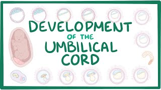 Development of the umbilical cord [upl. by Sion]