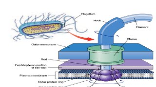 Structure amp Working of Bacterial Flagella [upl. by Alue]