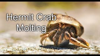 Hermit Crab Molting [upl. by Eilagam]