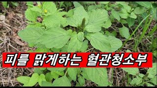 혈관벽에 붙어있는 혈전 혈관염증이 버틸 수 없다 혈관벽이 깨끗해지는 놀라운 약초 노인성 치매 예방 다이어트 효과 탁월 [upl. by Westhead988]