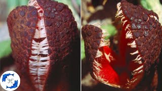 15 Weird and Bizarre Plants [upl. by Jet]