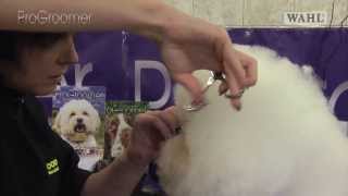 Grooming Guide  Bichon Frisé Show or Competition Trim  Pro Groomer [upl. by Lim]