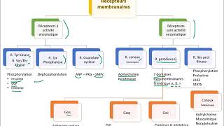 Présentation des récepteurs membranaires [upl. by Anirtap]