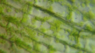 Chloroplast MovementCytoplasmic Streaming  Mr Pauller [upl. by Humpage]