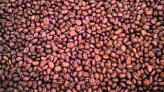 Tanzania Peaberry Fresh Roasted Coffee Bean Description [upl. by Ayikahs55]