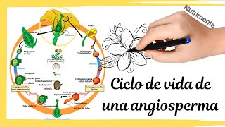 Ciclo de vida de una planta con flor Angiosperma [upl. by Zielsdorf949]