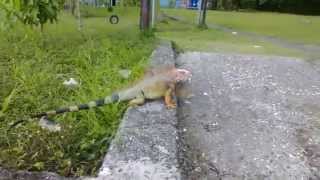 Iguana tail attack Costa Rica [upl. by Panthea260]