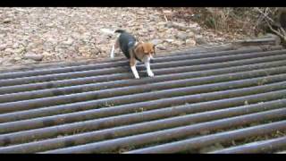 Jakson the Beagle and the Cattle Guard [upl. by Raye]