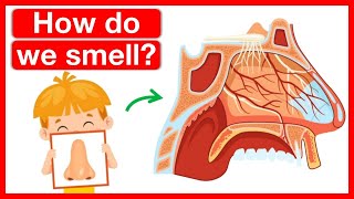 How our nose works 👃  Human nose anatomy  Easy learning video  5 senses [upl. by Cyb]