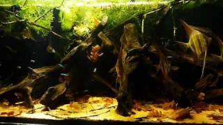 HD video  530L Pterophyllum altum tank [upl. by Ainitsirc]