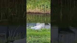 Seagull bird shorts viralvideo trending [upl. by Luttrell745]