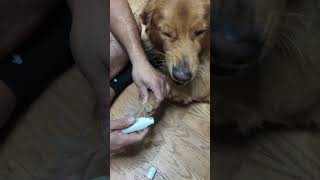 Dog Nail Grinder amp Trimmer [upl. by Boser249]