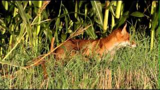 Niedersachsens schlaue Füchse Fuchs auf Streifzug [upl. by Lavoie]