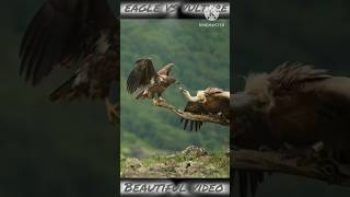 Vulture shorts wildlife viral birds animals shortvideo youtube trending nature vulture [upl. by Elokin316]