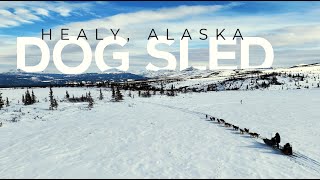 Dog sledding in Healy Alaska  Outer range Dogsled tours  What to expect  Season Alaska 4K [upl. by Meade360]